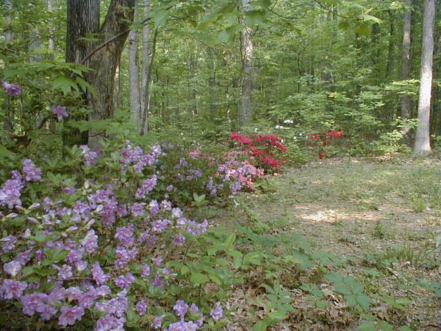 azaleas