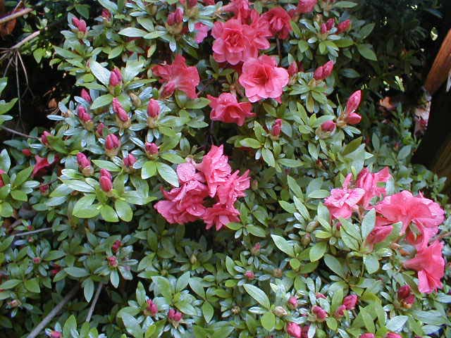 azalea buds