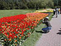 thumbnail of tulips