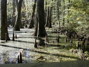 cypress swamp