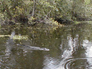 Swamp Tour - alligator