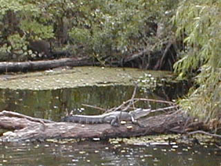 Swamp Tour - alligator