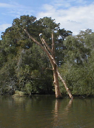 Swamp Tour - egret