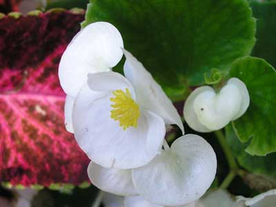 white begonia