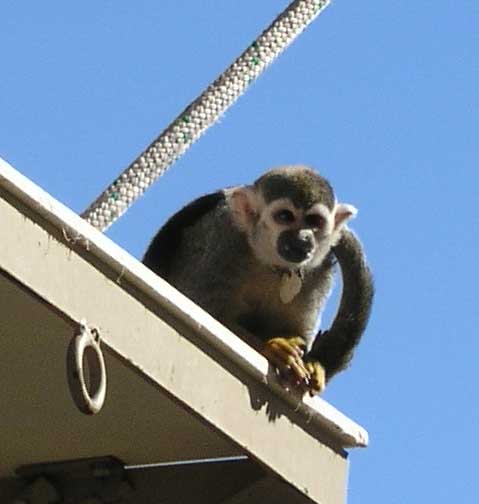 4phoenixzoo_tamarind