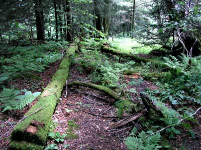 mossy logs