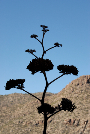 Arizona plant