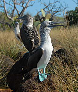 Blue footed boobies