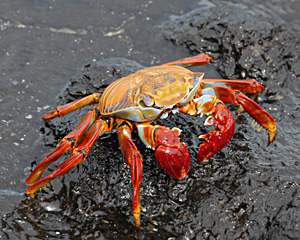 Sally Lightfoot crab