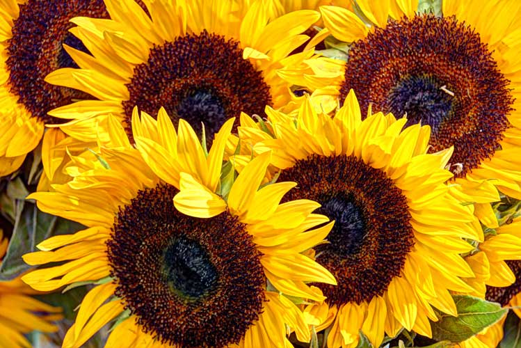 Sunflowers at Eastern Market