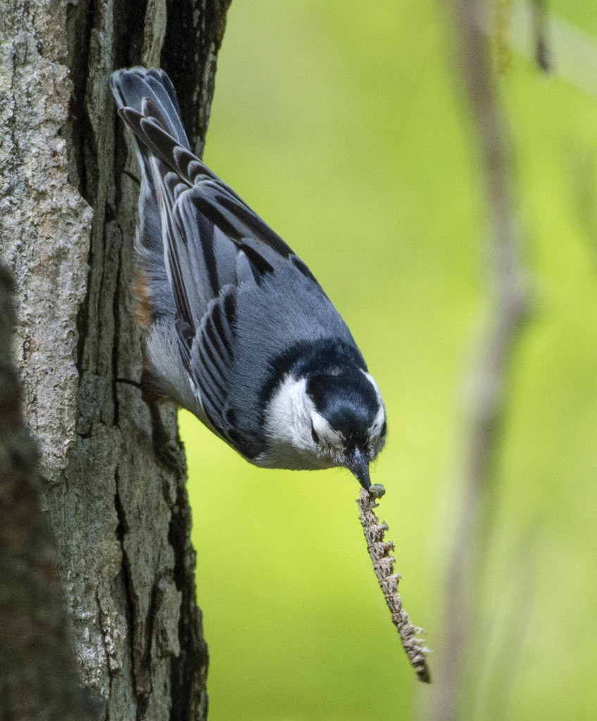bird with caterpillar