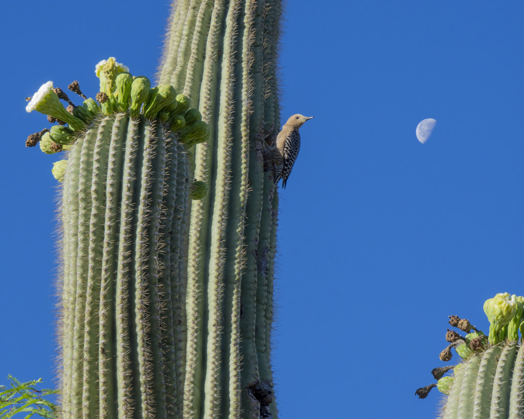 woodpecker and cactus
