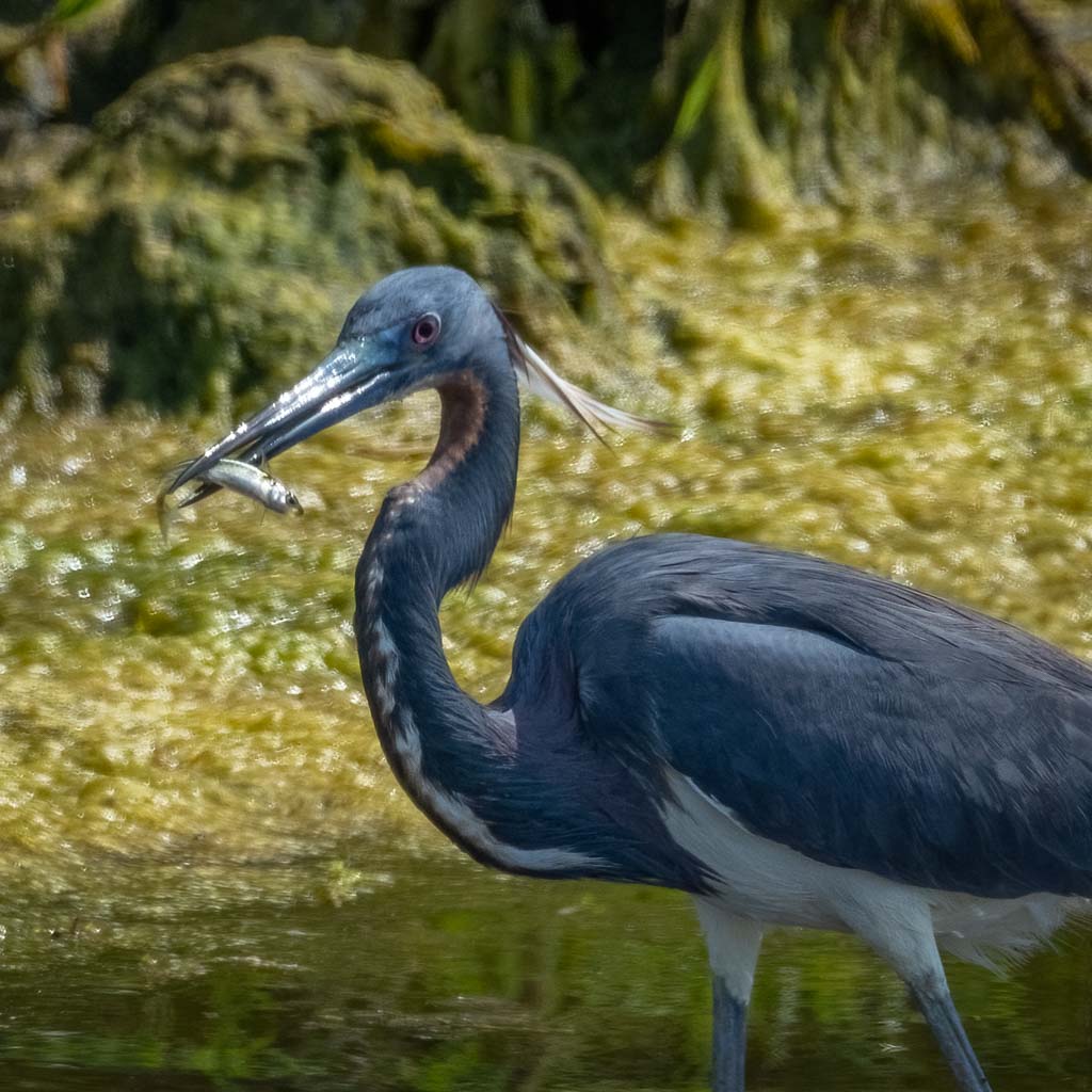 bird with fish