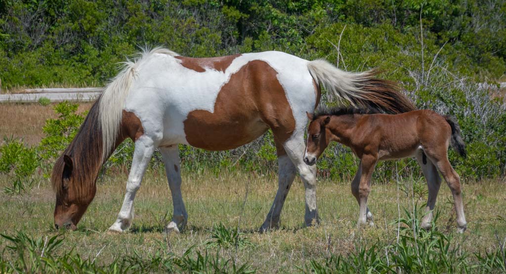 horses