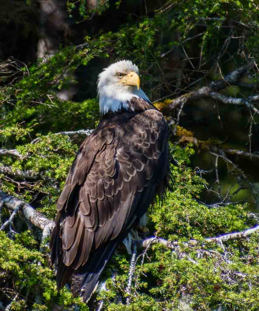 bald eagle