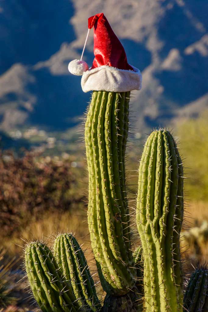 Saguaro in xmas hat